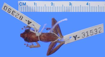 Media type: image; Herpetology A-82390